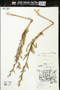 Oenothera parviflora image