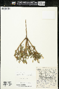 Oenothera parviflora image