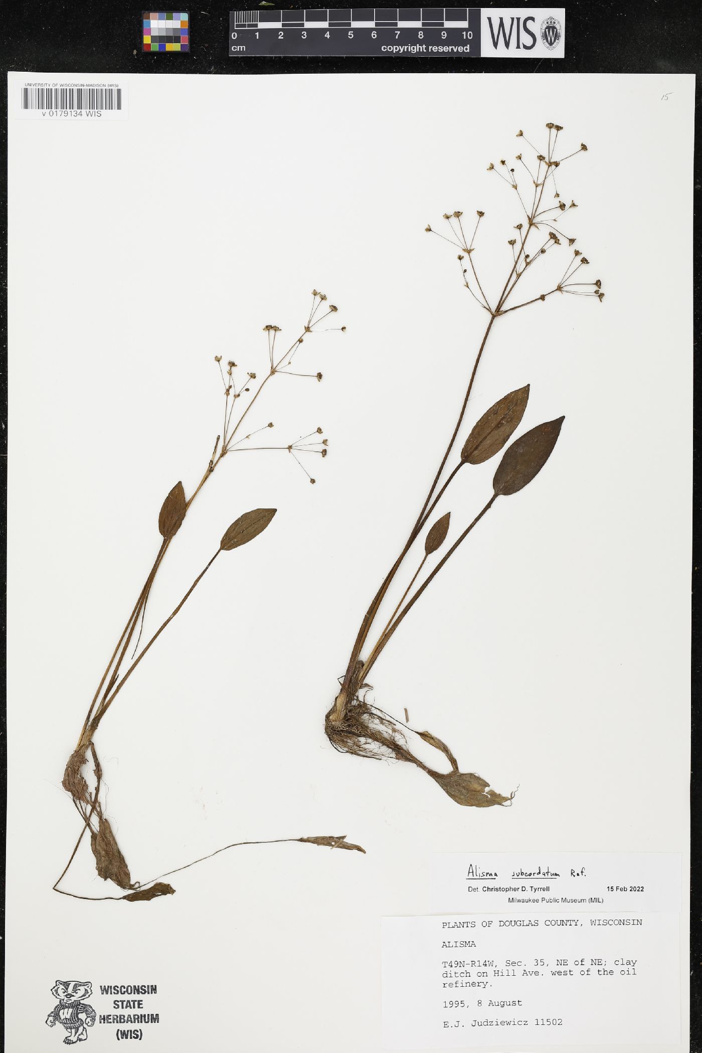 Alisma subcordatum image