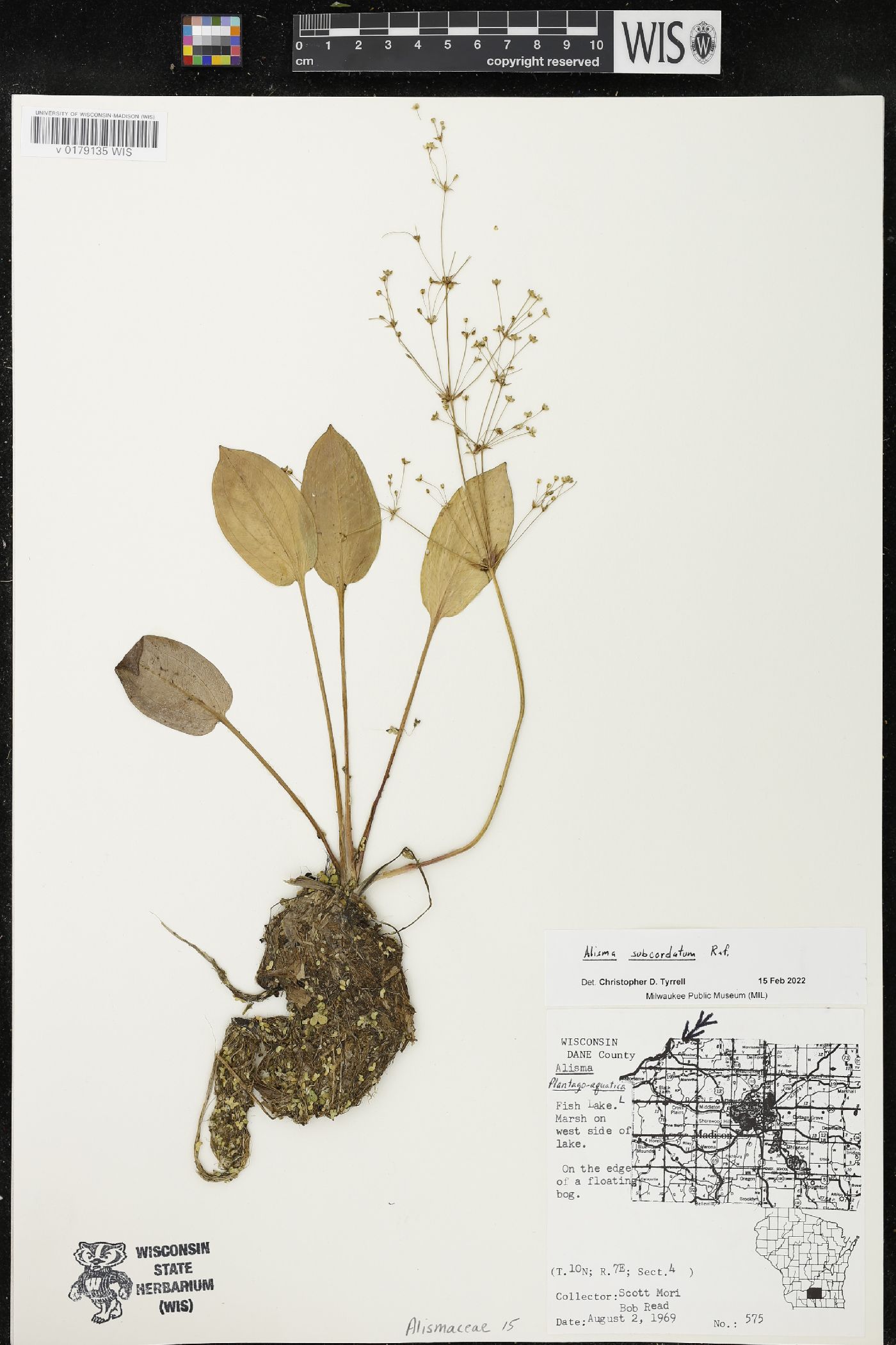 Alisma subcordatum image