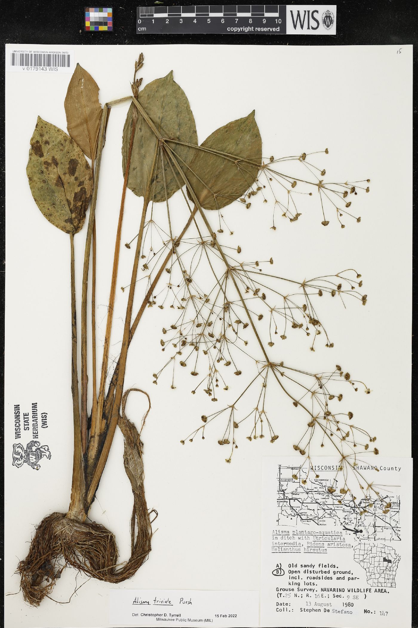 Alisma triviale image