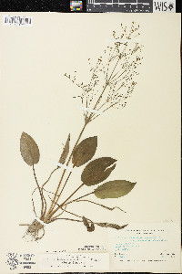 Alisma subcordatum image