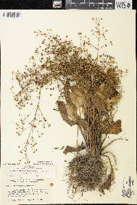 Alisma subcordatum image