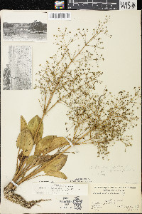 Alisma subcordatum image