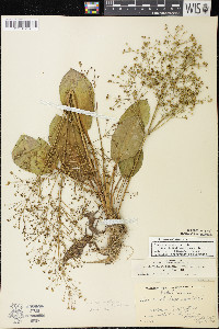 Alisma subcordatum image