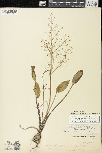 Alisma subcordatum image