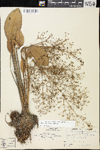 Alisma subcordatum image