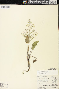 Alisma subcordatum image