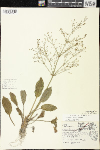 Alisma subcordatum image
