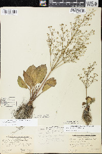 Alisma subcordatum image