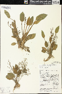 Alisma subcordatum image