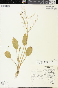 Alisma subcordatum image