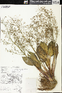 Alisma subcordatum image