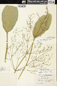 Alisma subcordatum image