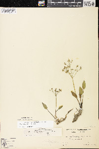 Alisma subcordatum image