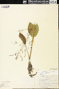 Alisma subcordatum image