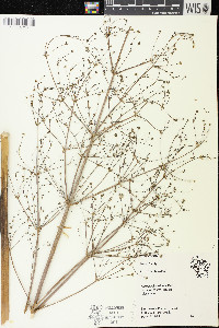 Alisma subcordatum image