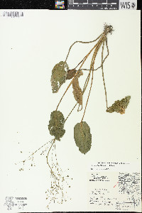 Alisma subcordatum image