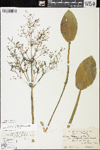 Alisma subcordatum image