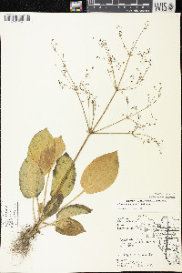 Alisma subcordatum image