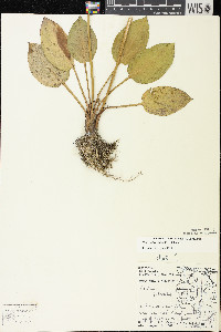 Alisma subcordatum image