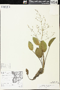 Alisma subcordatum image