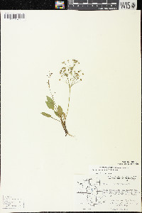 Alisma subcordatum image