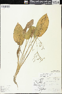 Alisma subcordatum image