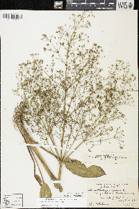 Alisma subcordatum image