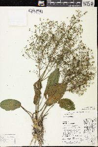 Alisma subcordatum image