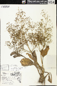 Alisma subcordatum image