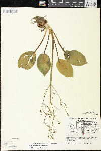 Alisma subcordatum image