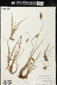 Alisma triviale image