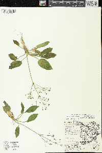 Alisma triviale image