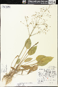 Alisma triviale image