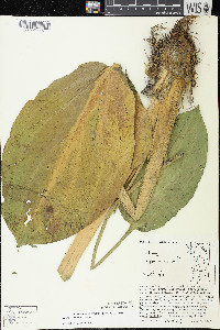 Alisma triviale image