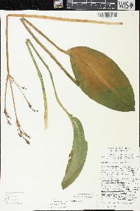 Alisma triviale image