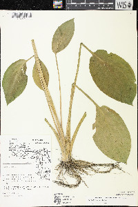 Alisma triviale image