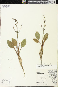 Alisma triviale image