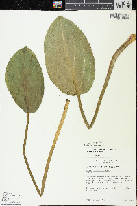 Alisma triviale image