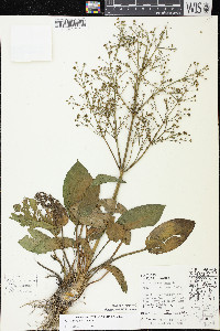 Alisma triviale image