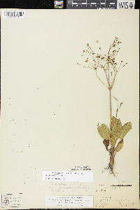 Alisma triviale image