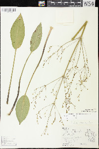 Alisma triviale image