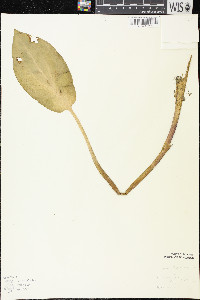 Alisma triviale image