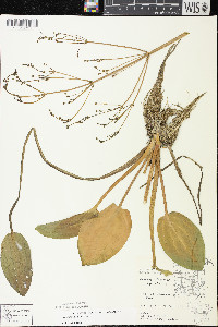 Alisma triviale image