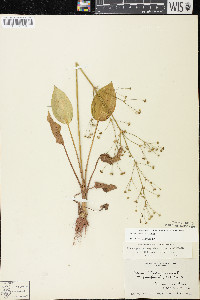 Alisma triviale image