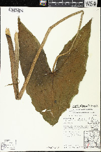 Sagittaria brevirostra image