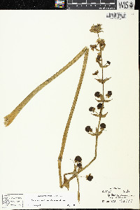 Sagittaria brevirostra image