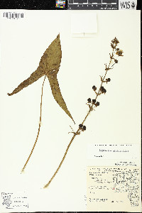 Sagittaria brevirostra image