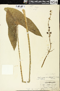 Sagittaria brevirostra image